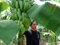 Program Cavendish Pj Gubernur Berhasil, Petani Sulbar Segera Panen, Raup Rp1 Miliar