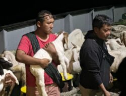 Masalembu Menuju Sentra Peternakan Kambing Boer, Darul Hasyim Fath Dorong Ekonomi Kerakyatan