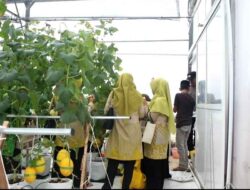 DKPP Sumenep Genjot Pemasaran Melon Lokal ke Ritel Modern Nasional