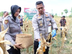 Program 1 Juta Hektar, Polres Majene Panen Jagung