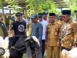 Baru Setengah Tahun, Bantuan Kambing SDK-JSM Sudah ‘Panen’ Ratusan Ekor