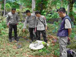 Mamuju Digegerkan Penemuan Mayat Bayi di Area Pondok Pesantren, Polisi Buru Pelaku