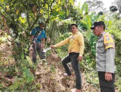 Aksi Pencuri Sapi Resahkan Warga Tapango! Tiga Ekor Ternak Raib Saat Pemilik Berbuka Puasa, Polisi Temukan Jejak Ban di TKP