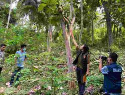 Tragis di Limboro, Polewali Mandar: Petani 59 Tahun Ditemukan Tergantung di Pohon Jati, Polisi Gelar Olah TKP