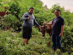 Jelang Idul Adha 1447 H, Pemprov Sulbar Kumpulkan 17 Sapi dan 2 Kambing Qurban, Siap Disalurkan Besok