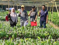 Tahap Sambung Pucuk Berjalan Baik, CV Arafah Abadi Dukung Hilirisasi Kakao Nasional